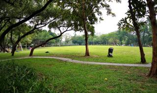 深圳观澜哪里有看荷花的 深圳荷花公园在哪里