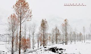 雪中即景感言 5年级作文雪中即景