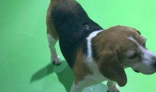 亚洲宠物展 亚洲宠物展