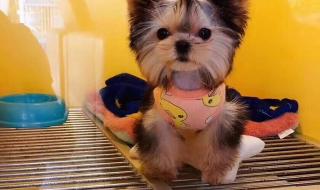 约克夏造型 约克夏造型