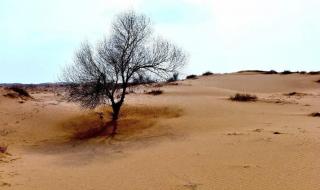 三北防护林图片 三北防护林图片