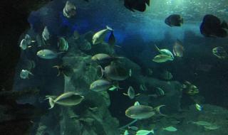 参观长沙海底世界全程要多久时间 长沙海底世界在哪里