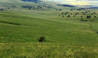 三北防护林图片 三北防护林图片