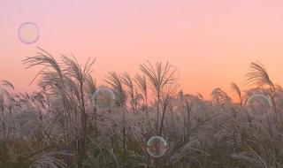 眼前的人不是心上人,什么个意思 眼前人心上人电视剧